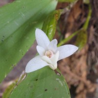 Dendrobium macraei Lindl.